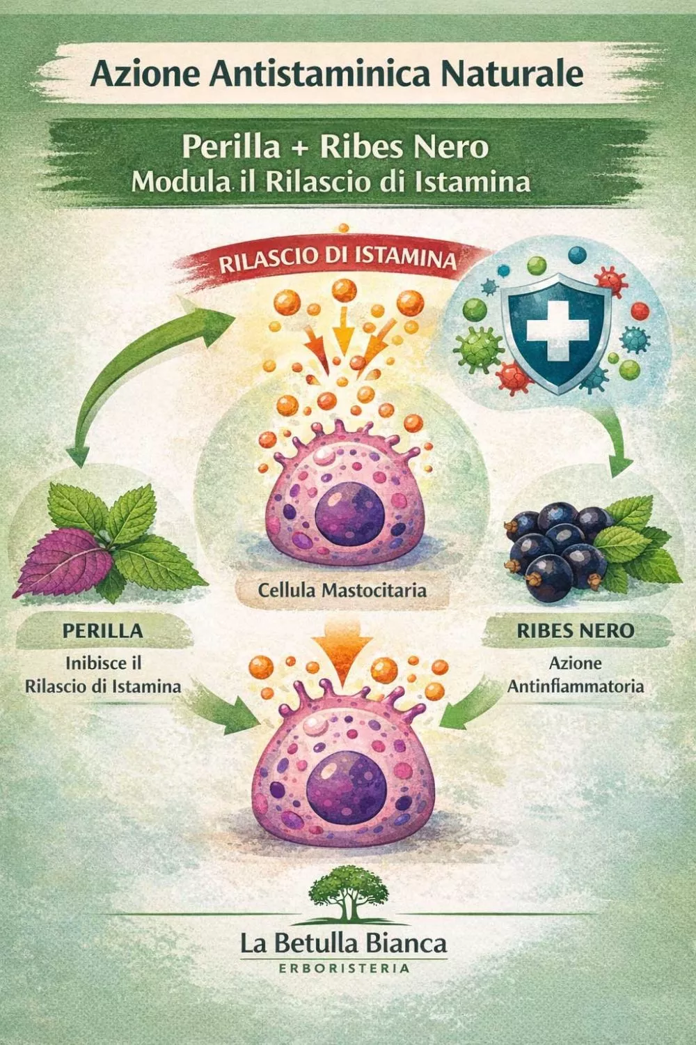 infografica allergie e sistema immunitario rimedi naturali perilla ribes nero integratori allergie stagionali