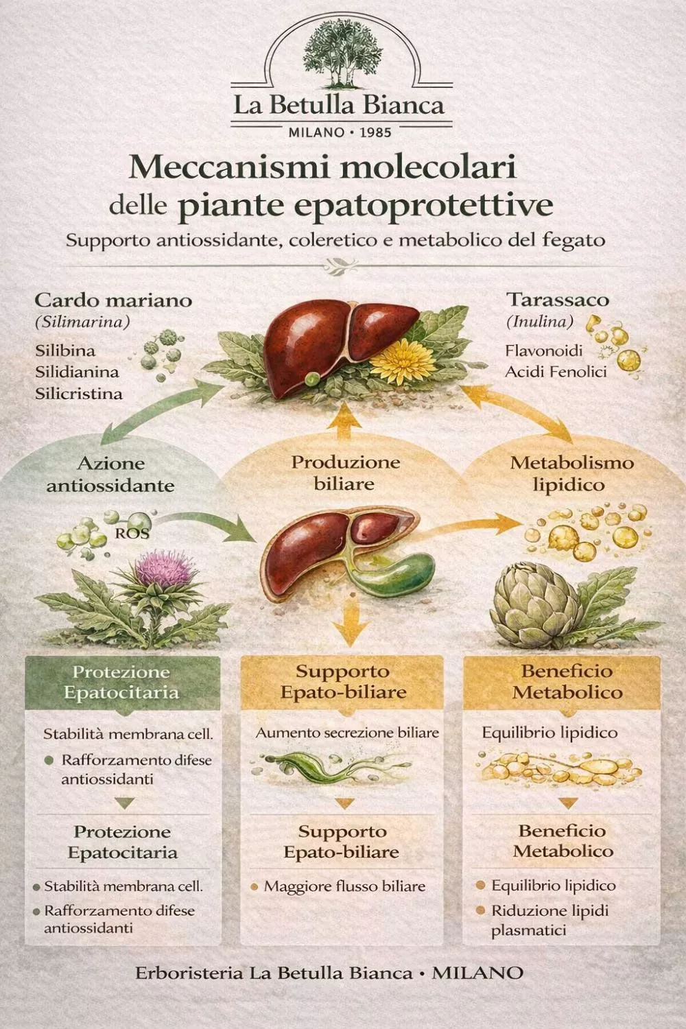 Infografica meccanismi molecolari Cardo mariano Tarassaco Carciofo protezione epatica