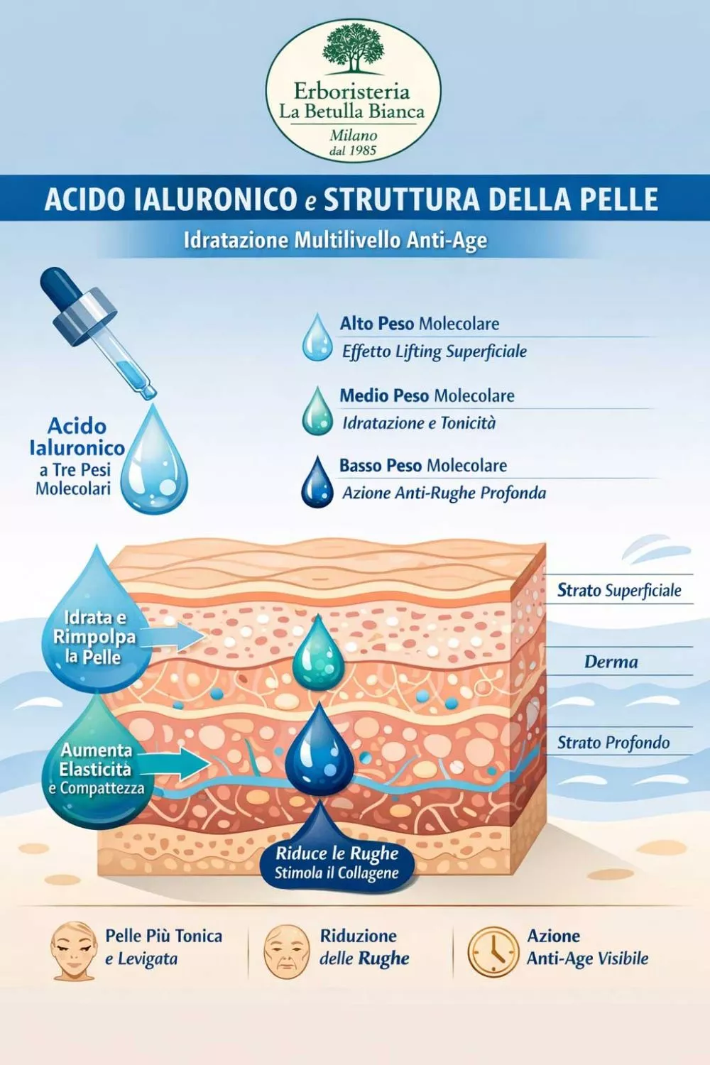 Infografica struttura della pelle e azione dell'Acido Ialuronico nei diversi strati cutanei